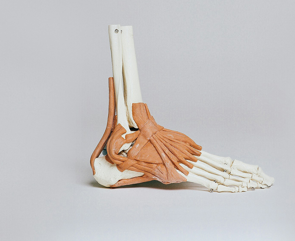 Foot skeleton model